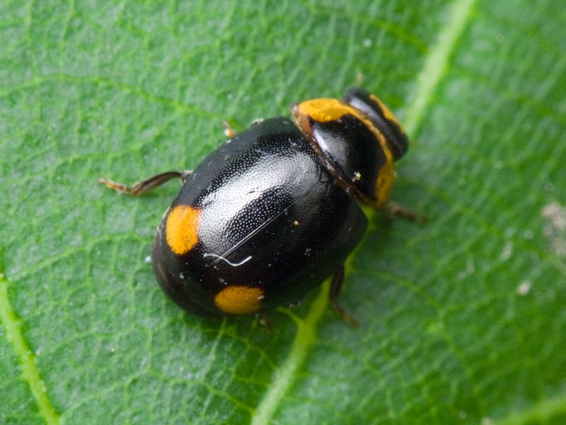 Hyperaspis reppensis (Herbst, 1783)